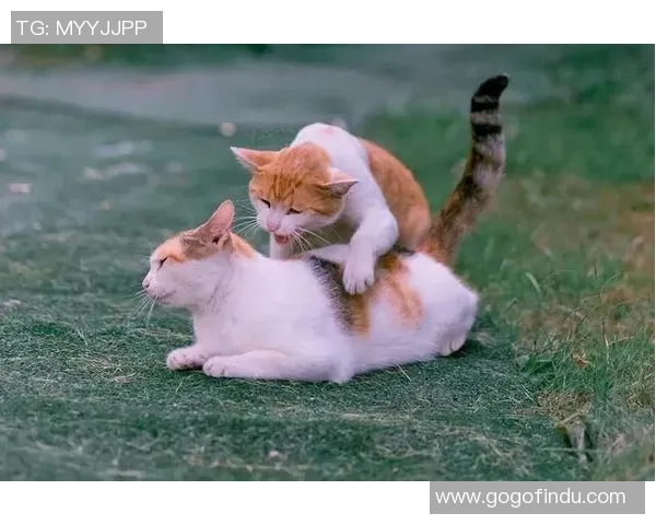 哪个足球明星称呼表妹为亲爱的背后隐藏了怎样的故事和情感